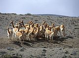 Ecuador Chimborazo 03-01 Herd Of Wild Vicunas On The Way To Chimborazo